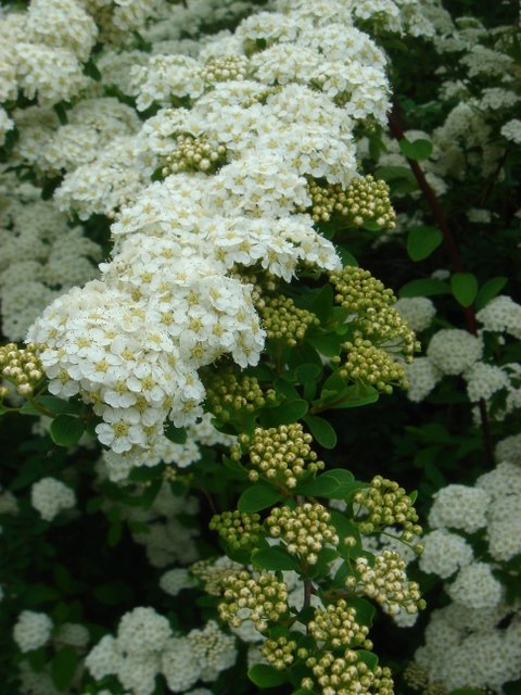 Spiraea henryi P2C (2)